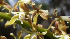Epidendrum cylindrostachys