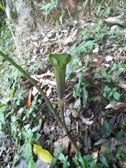 Arisaema formosanum