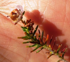 Erica curvirostris