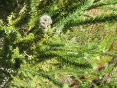 Aspalathus cephalotes cephalotes