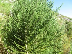 Aspalathus cephalotes cephalotes