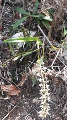 Epidendrum cylindrostachys