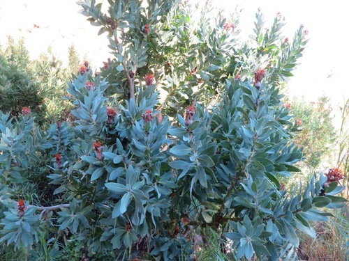 Lashlon Hybrid (Protea lacticolor)