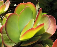 Kalanchoe luciae