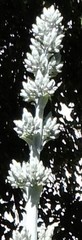 Kalanchoe luciae