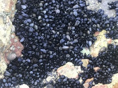 Choromytilus meridionalis