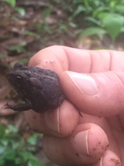 Anaxyrus terrestris