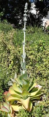 Kalanchoe luciae