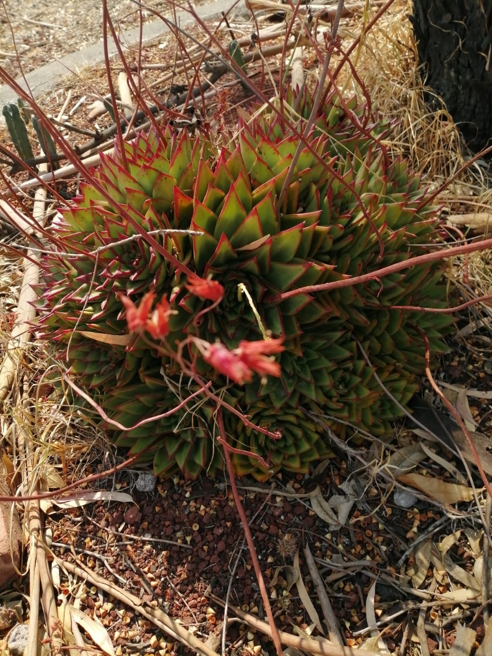 Imagem de Echeveria