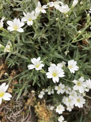 Cerastium arvense