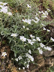 Cerastium arvense
