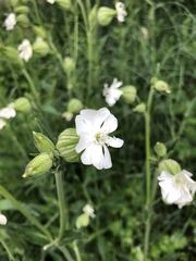 Silene latifolia