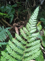 Polystichum parvipinnulum