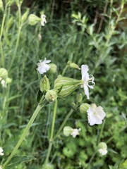 Silene latifolia