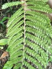 Polystichum parvipinnulum