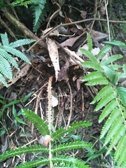 Polystichum parvipinnulum