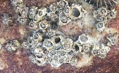 Chthamalus dentatus