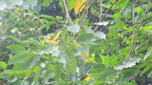 Image of Cananga odorata by (c) Navaneeth Sini George, some rights reserved (CC BY)