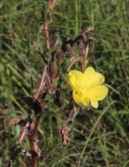 Oenothera indecora