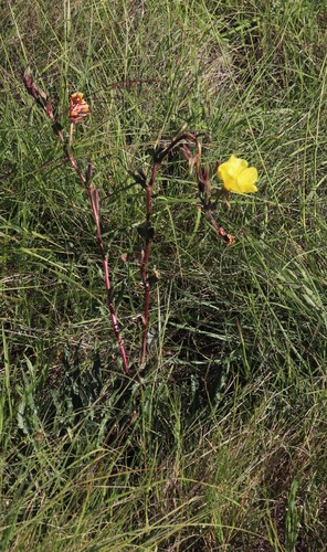 Image of Oenothera indecora by (c) Tony Rebelo, some rights reserved (CC BY-SA)