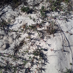 Lampranthus explanatus