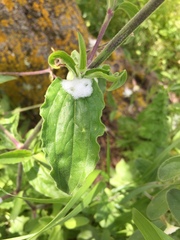 Silene latifolia