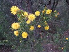 Prickly Wattle (Acacia echinula)