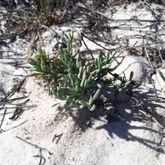 Lampranthus explanatus