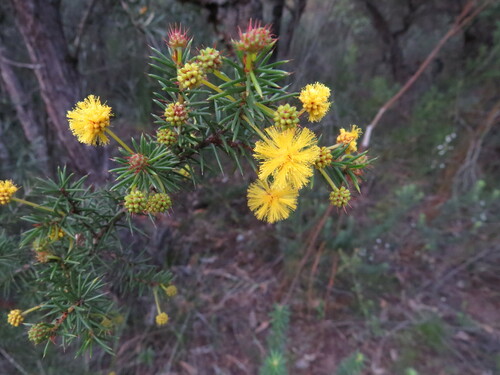 Image of Acacia echinula by (c) ian_mcallan, some rights reserved (CC BY)
