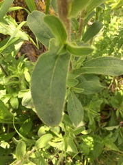 Pallenis spinosa