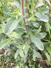 Pallenis spinosa