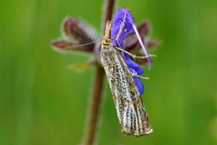 Thisanotia chrysonuchella