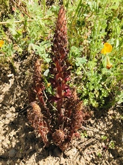 Orobanche variegata