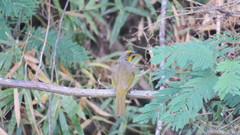 Pycnonotus finlaysoni