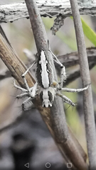 Oxyopes tridens