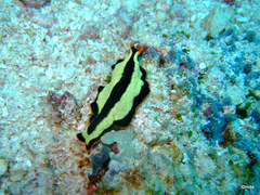 Pseudoceros dimidiatus