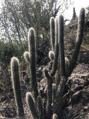 Oreocereus pseudofossulatus