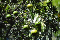 Citrus × aurantium