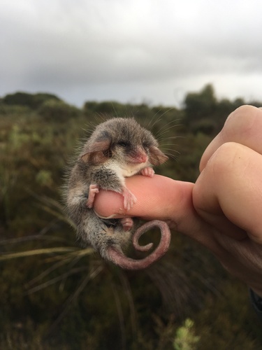 Southwestern Pygmy Possum