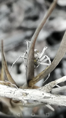 Oxyopes tridens