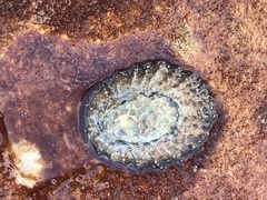 Scutellastra granularis