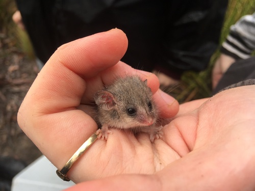 Little Pygmy Possum (Cercartetus lepidus)