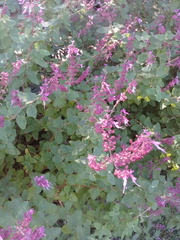 Syncolostemon obermeyerae