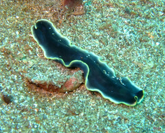 Pseudocerotidae