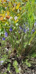 Veronica multifida