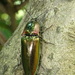 Campsosternus auratus - Photo (c) Kit Law, some rights reserved (CC BY-NC), uploaded by Kit Law