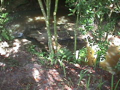 Melicytus ramiflorus ramiflorus