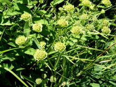 Bupleurum stellatum