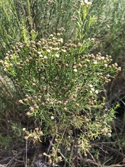 Baccharis boliviensis