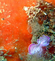 Prostheceraeus roseus